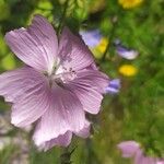 Malva tournefortiana Flower