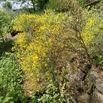 Genista lydia Habitatea