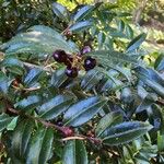 Vaccinium ovatum Fruit