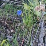 Mertensia longiflora Květ