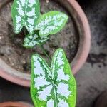 Caladium humboldtiiFolha