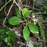 Causonis japonica Leaf