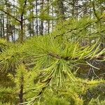 Larix occidentalis Hoja