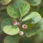 Ficus deltoidea Fruit