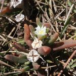 Delosperma napiforme Arall