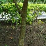 Tibouchina mutabilis Bark