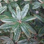 Rhododendron yakushimanum Leaf