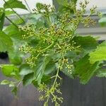 Viburnum dentatum Flower