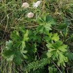 Geranium collinum 叶