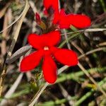 Striga asiatica Flower