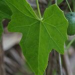 Melothria pendula Leaf