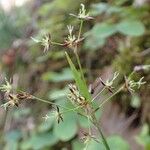 Luzula pilosa Habit