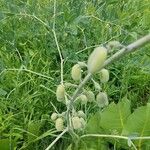 Baptisia alba Fruit