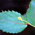 Xylosma capillipes Leaf