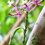 Epidendrum jamiesonis Kvet