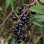 Ligustrum vulgare फल