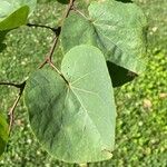 Cercis occidentalis Hostoa