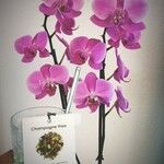 Phalaenopsis spp.Cvet