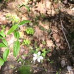 Moehringia lateriflora Hábitos