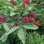 Sambucus racemosa Leaf