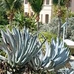 Agave fourcroydes Листок