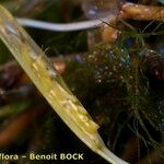 Zostera noltii Ffrwyth