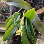Dendrobium speciosum Цветок
