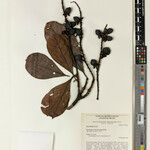 Byrsonima incarnata Meyve