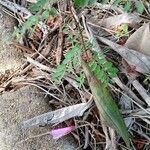 Phyllanthus tenellus Leaf