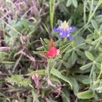 Castilleja indivisa 叶