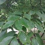 Cornus kousa Blatt