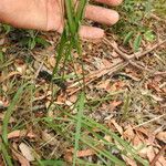 Setaria gausa Habit