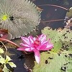 Nymphaea rubra Flower