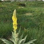 Verbascum niveum Habitus