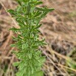 Erigeron schimperi Leaf