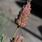 Lavandula stoechas Frucht