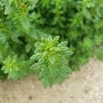 Teucrium chamaedrys Leaf