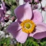 Anemone hupehensis Blodyn