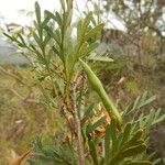 Stenocarpus heterophyllus