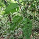 Philodendron inaequilaterum Лист