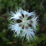 Dianthus hyssopifoliusКвітка