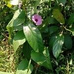 Ipomoea carnea Habit