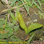 Ophioglossum lusitanicum Плод