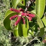 Rhus ovata Flower