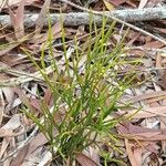 Psilotum nudum Leaf