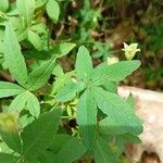 Distimake quinquefolius Leaf