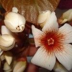 Vernicia fordii Flower