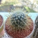 Mammillaria spinosissima Hoja