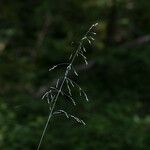 Milium effusum പുഷ്പം