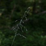 Milium effusum Flower